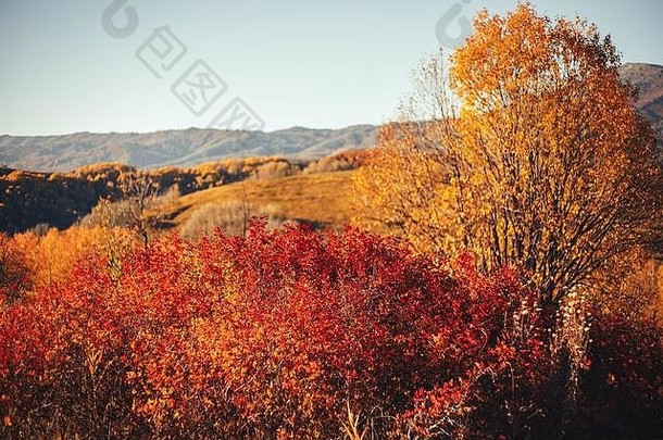 秋天风景东哈萨克斯坦黄色的树森林木高山阿 尔 泰