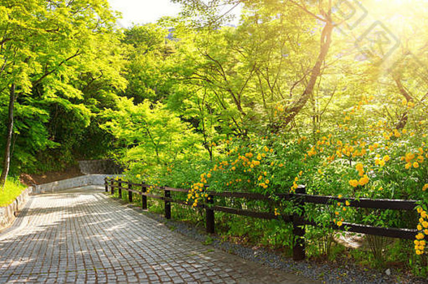 路树一边夏季公园《京都议定书》