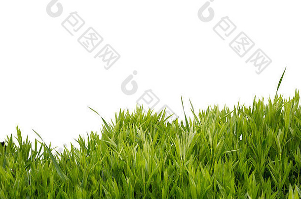 郁郁葱葱的绿色草孤立的白色背景