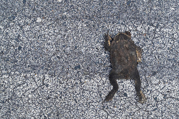 死平蟾蜍压碎黄色的沥青路车事故小镇动物危险人类入侵自然栖息地