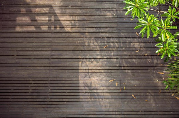 阳光黑暗木地板上阴影树建筑绿色树叶夏天斯里兰卡那空khuean汗公园爆炸克拉乔泰国