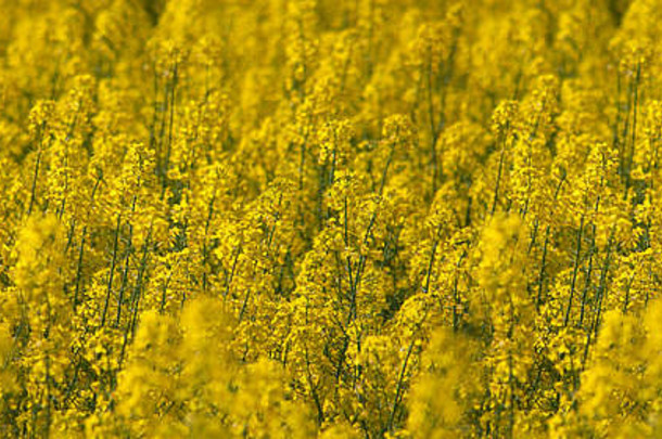自然黄色的背景纹理春天油菜籽场