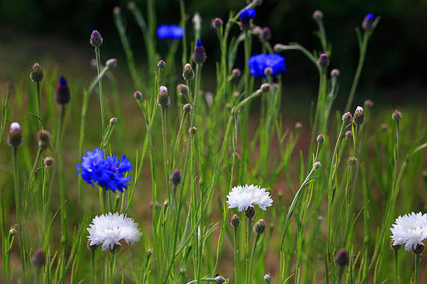 美丽的草地场野生花蓝色的白色矢车菊