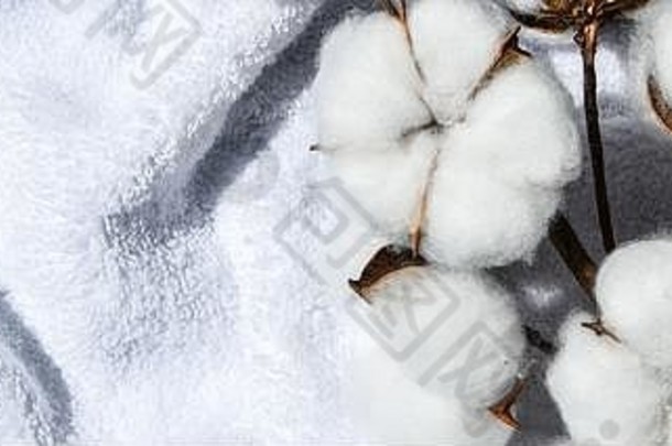 平躺美丽的棉花分支白色织物前视图复制空间自然棉花织物纹理精致的白色棉花花横幅