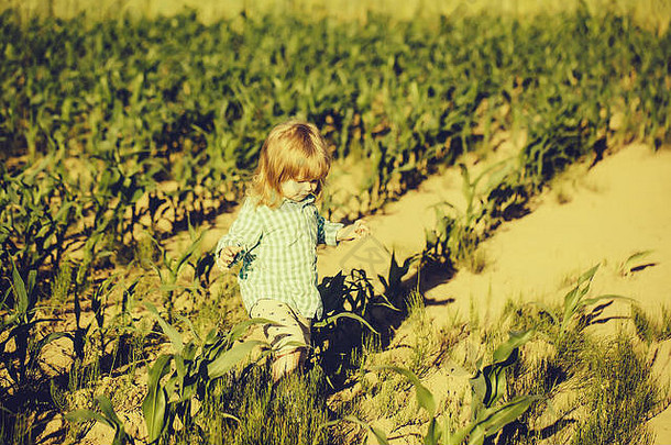 小男孩绿色场玉米玉米