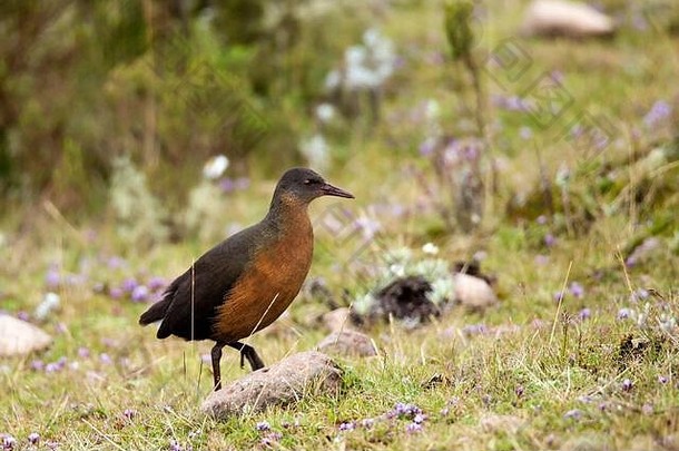 胭脂的铁路鲁盖蒂乌斯环形交叉路口鸟流行埃塞俄比亚拍摄束山国家公园埃塞俄比亚