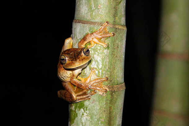 罗森博格的树青蛙[海普西博亚斯罗森贝吉]竹子树晚上科斯塔黎加