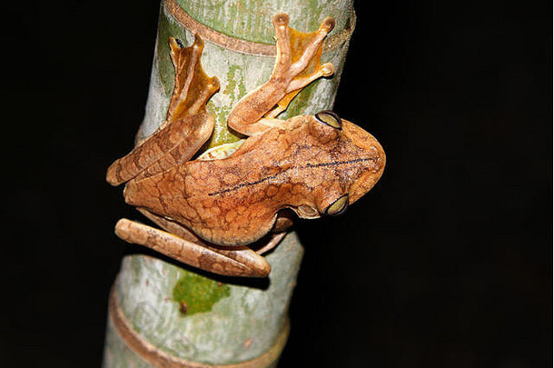罗森博格的树青蛙[海普西博亚斯罗森贝吉]竹子树晚上科斯塔黎加
