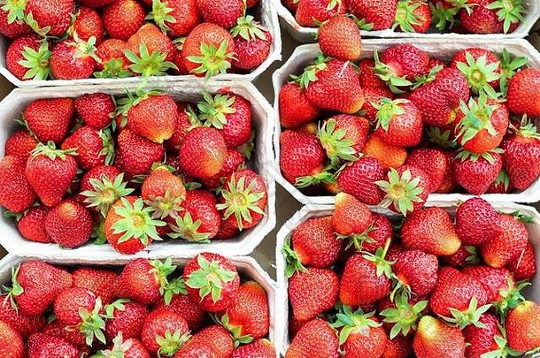 红色的成熟的汁新鲜的有机草莓包装生态友好的纸纸板盒装批发存储市场运输航运
