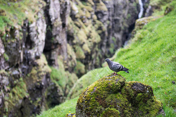 岩石鸽子鸽属利维亚自然环境法罗岛屿