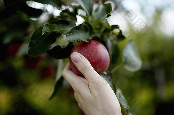 手达到树枝<strong>水果</strong>树挑选红色的成熟的<strong>苹果</strong>