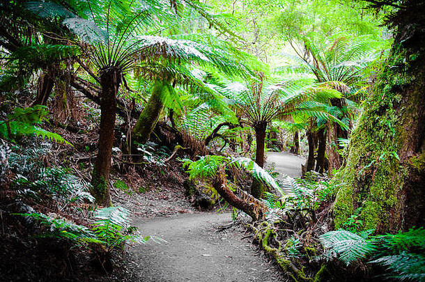 走走环境环境著名的树树公园野生旅游叶子澳大利亚户外在户外湿视线
