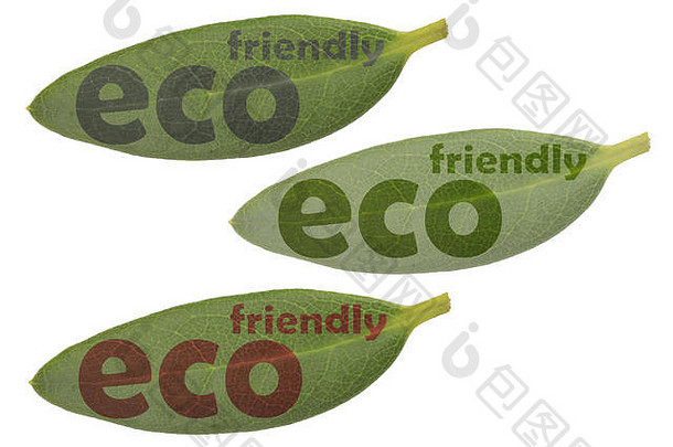 叶子特写镜头文本生态友好的设计象征标签参考生态友好的产品