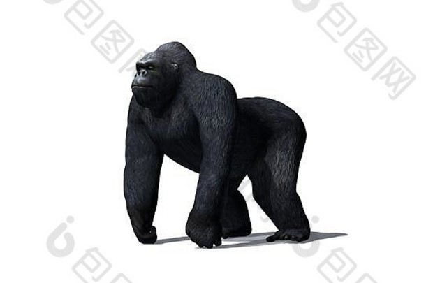大猩猩孤立的白色背景
