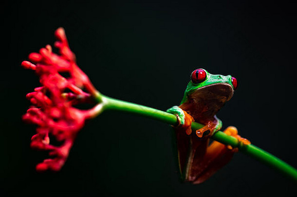 红眼的树青蛙红眼卡利德里亚斯科斯塔黎加