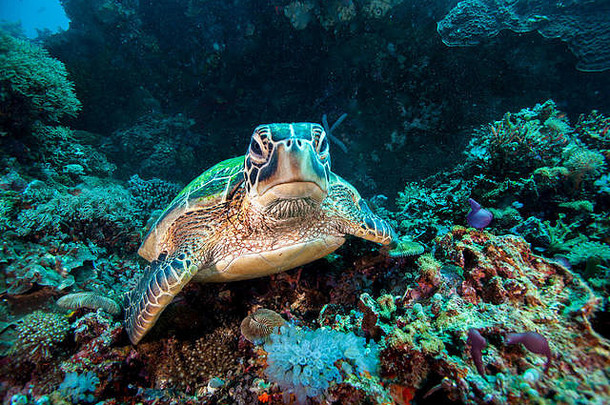 罕见的绿色海乌龟龟鳖目mydas游泳开放海洋宿务岛<strong>菲律宾</strong>