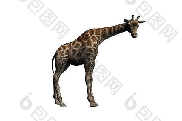 长颈鹿孤立的白色背景插图