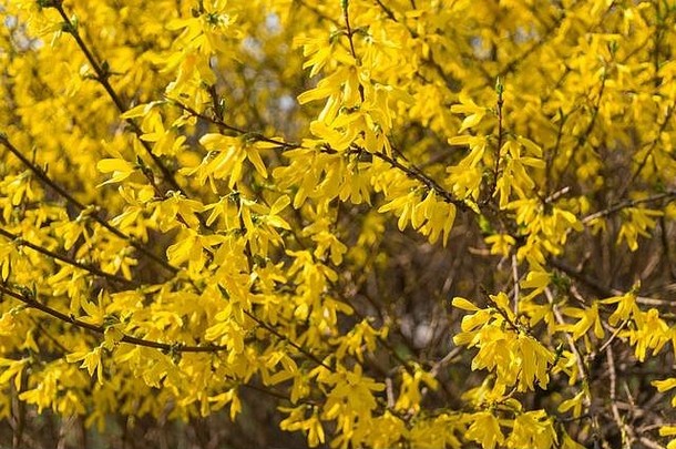 黄色的花连翘春天自然背景软焦点