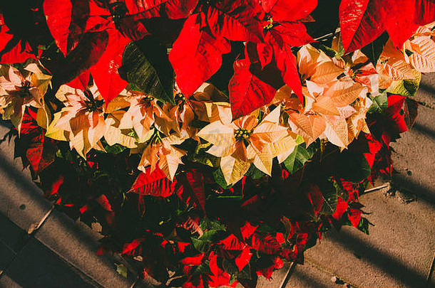 一品红圣诞节明星圣诞节花红色的黄色的花