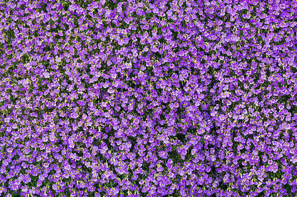 背景紫色的岩水芹花春天