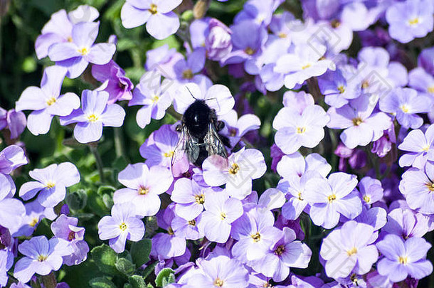 蜜蜂收集花粉花