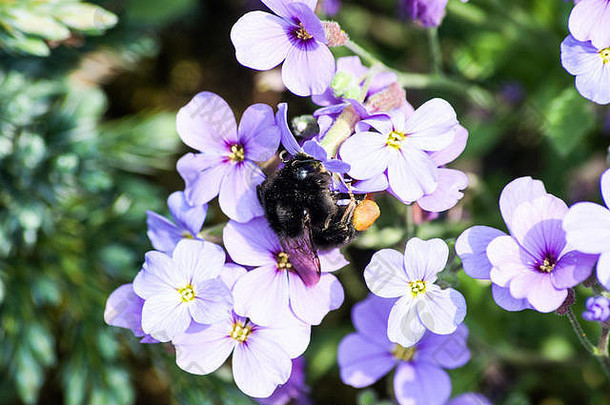 蜜蜂收集花粉花