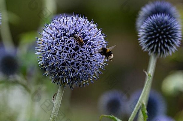 蜜蜂echinops花
