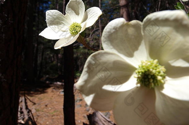 白色花约塞米蒂国家公园