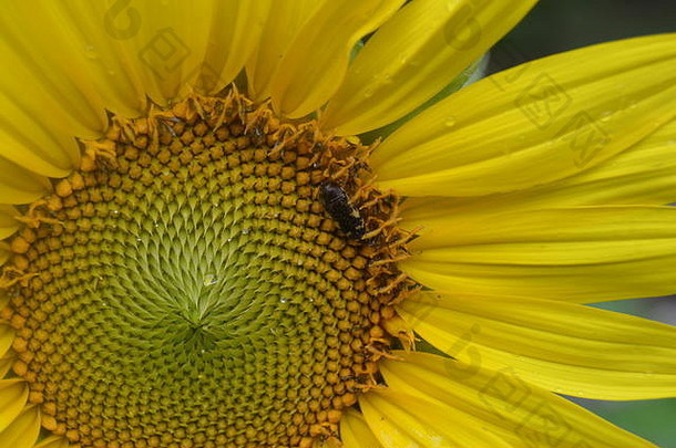 特写镜头黄色的<strong>向日葵</strong>蜜蜂