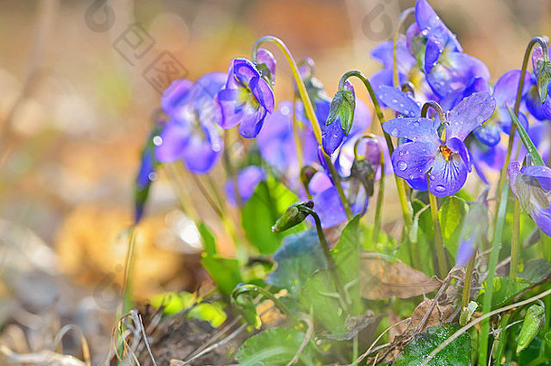 <strong>春</strong>天<strong>紫色</strong>的花水滴