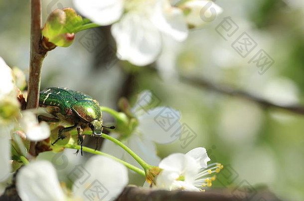 绿色甲虫玫瑰金龟子塞托尼娅奥拉塔白色花