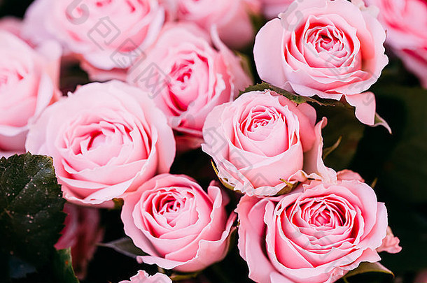 背景图像美丽的粉红色的玫瑰健美的即时照片