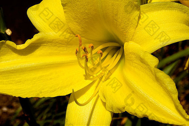 黄色的莉莉百合属植物花特写镜头