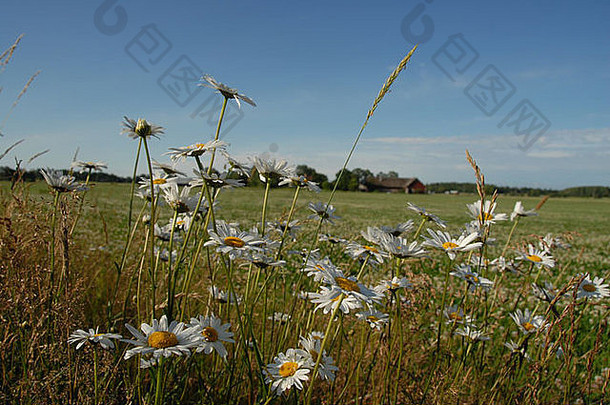 草地夏天花玛格丽特拖动路径绿野仙踪渠道里克斯贝格哈伊斯托普瑞典