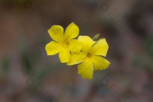 关闭蒴苣苔属蔷薇属花朵黄色的颜色花瓣植物本地的马达加斯加前视图
