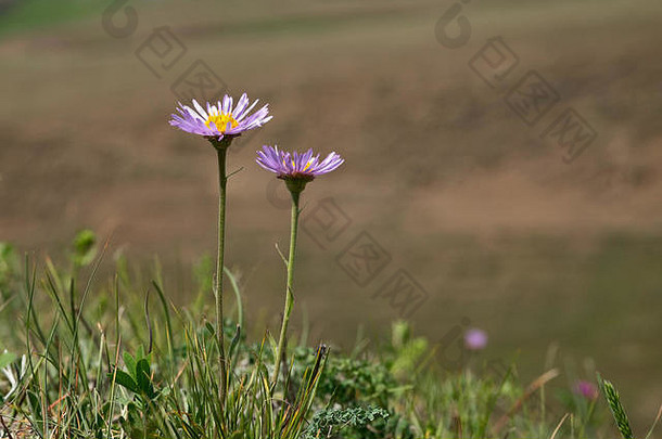 花Asteralpinus草地