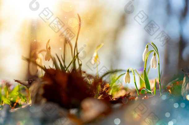 风景优美的关闭常见的雪花莲雪花属Nivalis春天花盛开的温暖的阳光美丽的森林背景软焦点