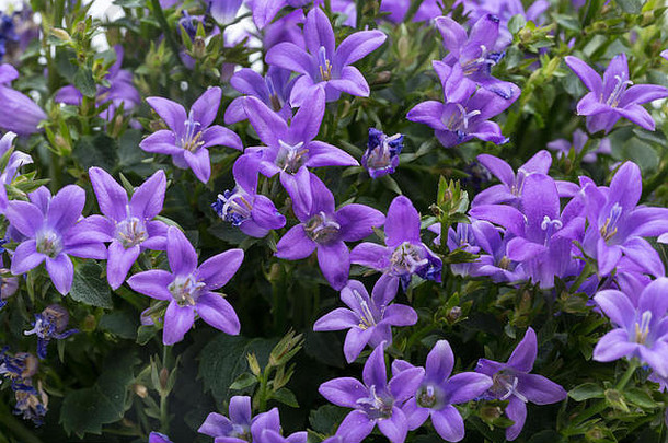美丽的生动的紫色的春天花布什达尔马提亚风铃草风铃portenschlagiana