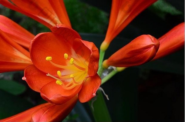 橙色君子兰miniata特写镜头小号形状的黑暗橙色花石蒜科常绿植物花不同橙色黄白色