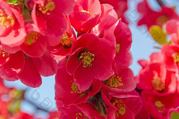 木瓜粳稻粉红色的树花莫莱的榅桲榅桲japonez户外关闭