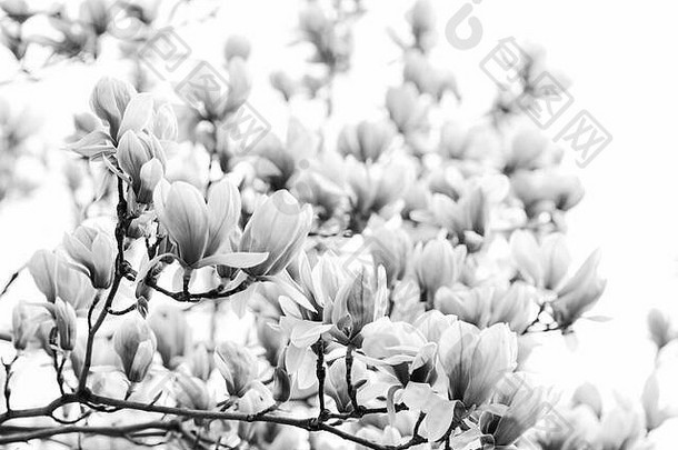 植物花园概念香气香味春天季节植物学园艺分支木兰木兰花木兰花背景关闭温柔的布鲁姆花背景