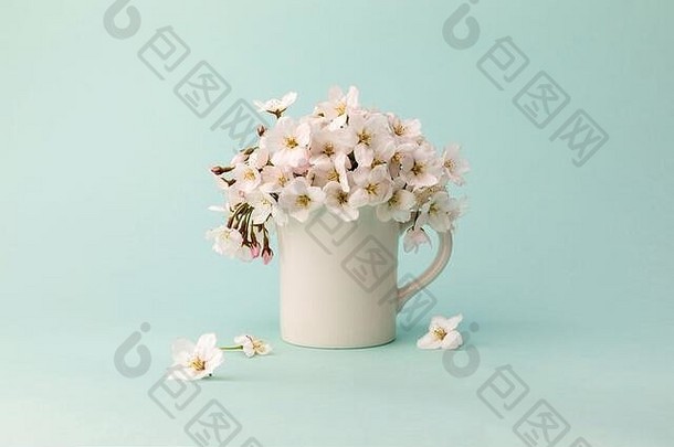 春天花美丽的樱桃花朵白色杯