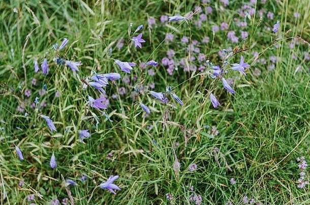 草地植物背景蓝色的花关闭绿色草浅景深