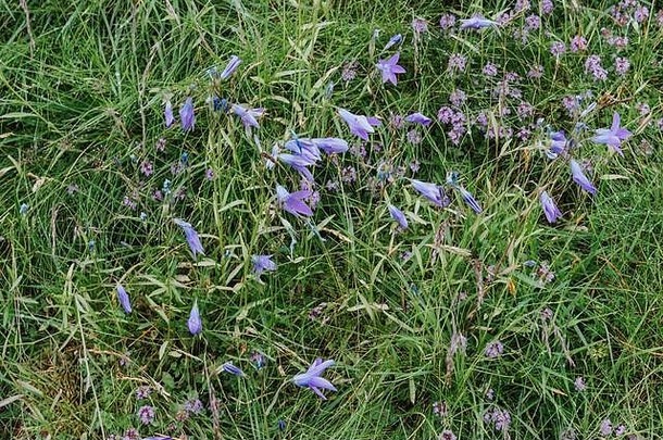 草地植物背景蓝色的花关闭绿色草浅景深