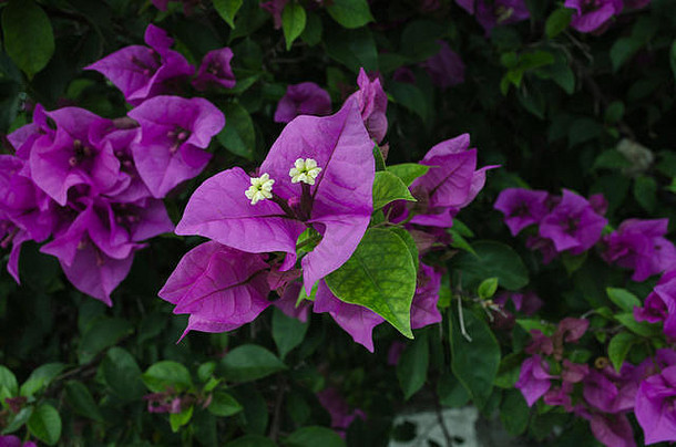 美丽的紫色的花关闭伟大的颜色