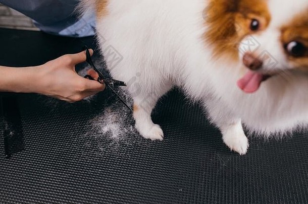 年轻的小心专业美容师处理宠物斯帕斯沙龙国内动物头发减少专业宠物水疗中心梳理沙龙梳子减少