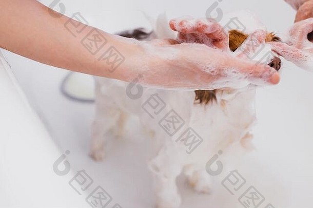 可爱的宠物狗淋浴浴梳理头发切割专业美容师沙龙健康护理动物概念