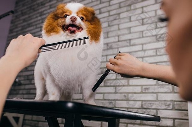 小国内动物宠物斯帕斯杂草丛生的头发梳理沙龙狗程序护理沙龙专业梳理头发切割