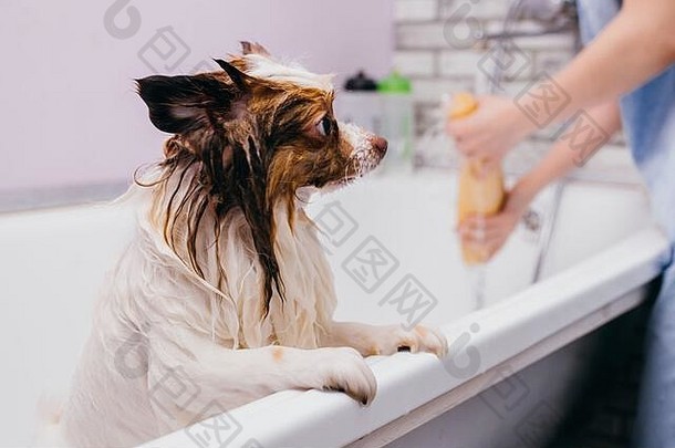 甜蜜的宠物斯帕斯淋浴梳理切割头发爪子专业护理狗沙龙