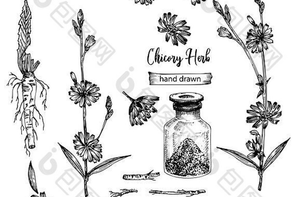 现实的植物墨水草图菊苣根花粉瓶孤立的白色背景花草本植物集合医学植物
